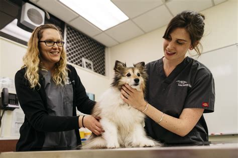 Expert Animal Dermatology Care in Marina Del Rey - Trust Our Veterinary Clinic for Solution-focused Treatment